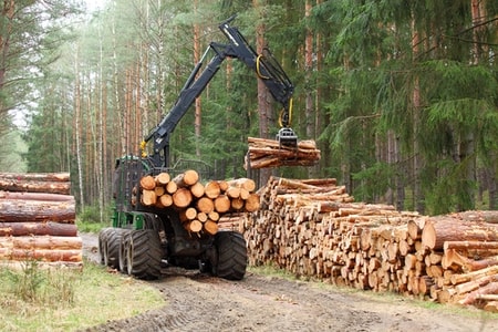 Forstwirtschaft